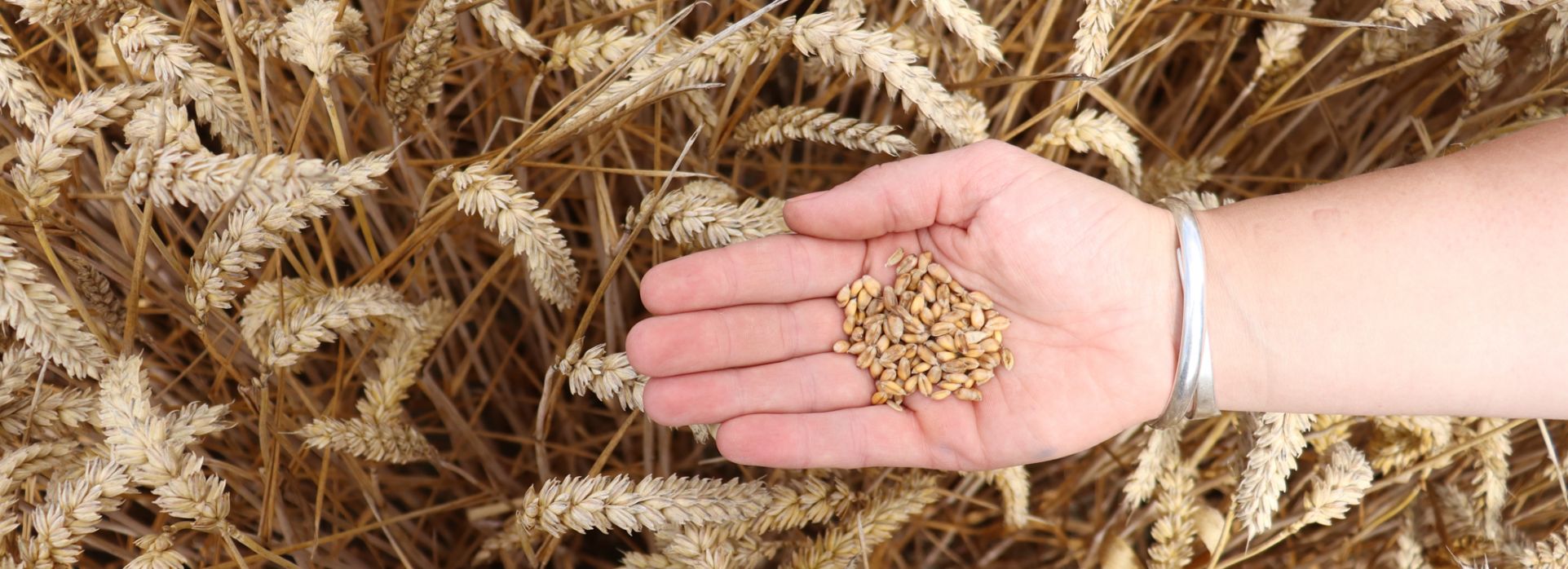 Seed Turnbull Grain & Seed New Zealand